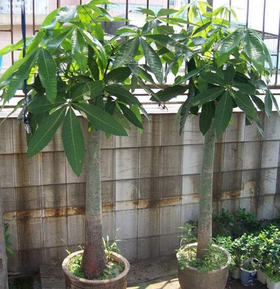 大发财树的修剪办法图,4个步骤教你如何修剪大发财树