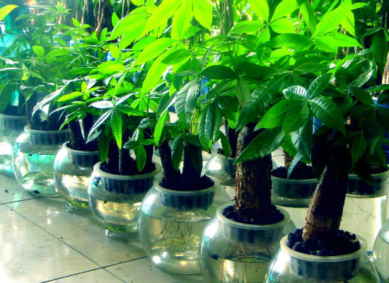 发财树死了如何救活，用剃头的办法快速处理