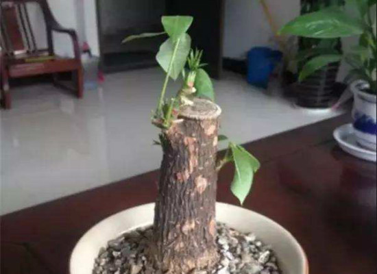 发财树死了如何救活，用剃头的办法快速处理