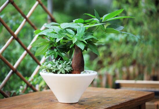 发财树如何摆放招财，放财位和大门对角位都能带来财运