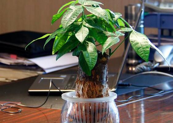 发财树如何摆放招财，放财位和大门对角位都能带来财运