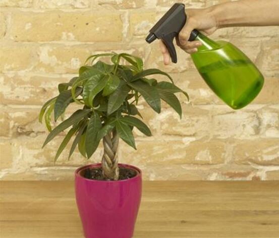 发财树如何摆放招财，放财位和大门对角位都能带来财运