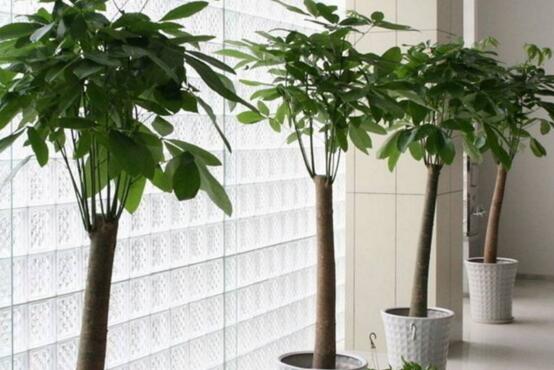 发财树如何摆放招财，放财位和大门对角位都能带来财运