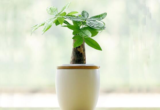 发财树如何摆放招财，放财位和大门对角位都能带来财运