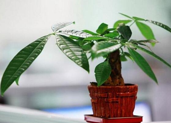 发财树如何摆放招财，放财位和大门对角位都能带来财运