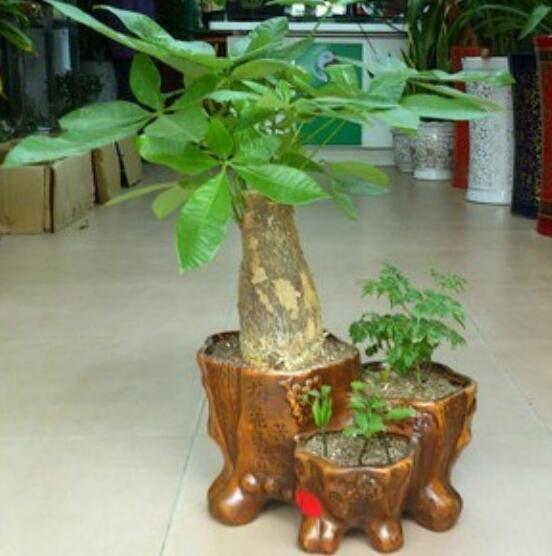 发财树如何摆放招财，放财位和大门对角位都能带来财运