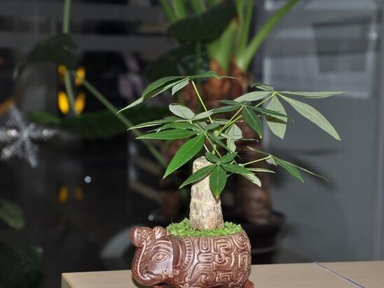 发财树如何摆放招财，放财位和大门对角位都能带来财运