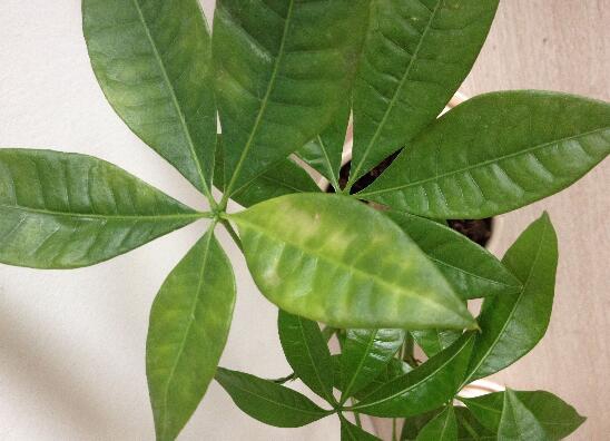 发财树叶子发蔫如何办，五个办法教你如何挽救