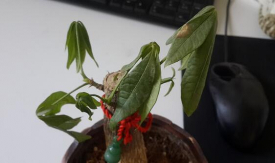发财树叶子发蔫如何办，五个办法教你如何挽救