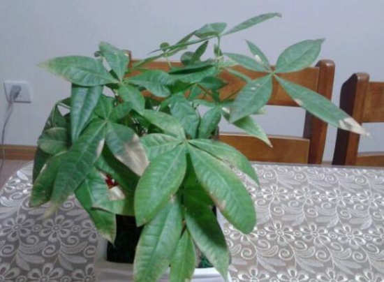 发财树叶子发蔫如何办，五个办法教你如何挽救