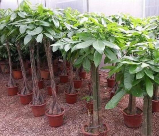 发财树叶子发蔫如何办，五个办法教你如何挽救