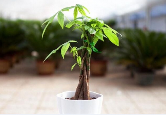 发财树烂根如何挽救：剪掉腐烂的根系及部位，用高猛酸钾消毒，重新栽种