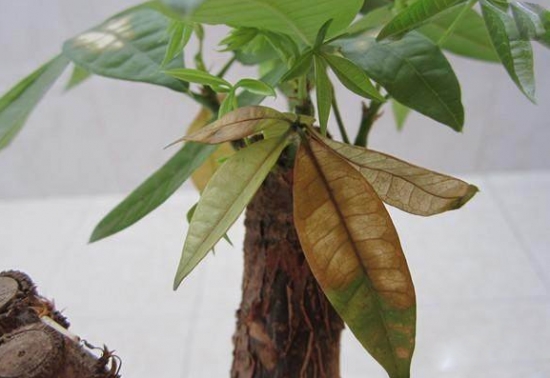 发财树烂根如何挽救：剪掉腐烂的根系及部位，用高猛酸钾消毒，重新栽种