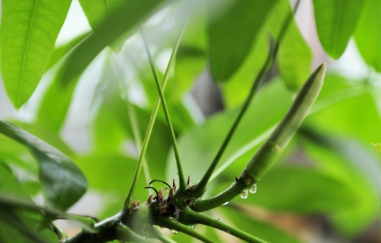 发财树也能开花，全靠这秘诀