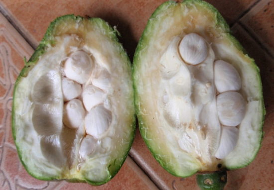 发财树也能开花，全靠这秘诀