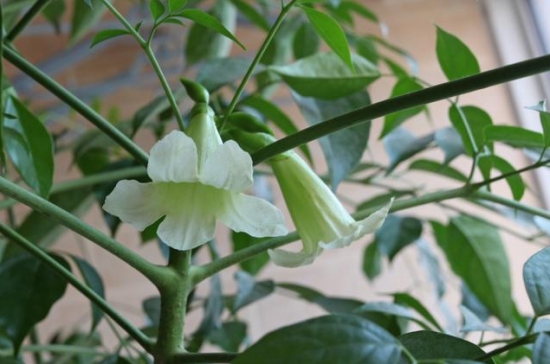 发财树也能开花，全靠这秘诀