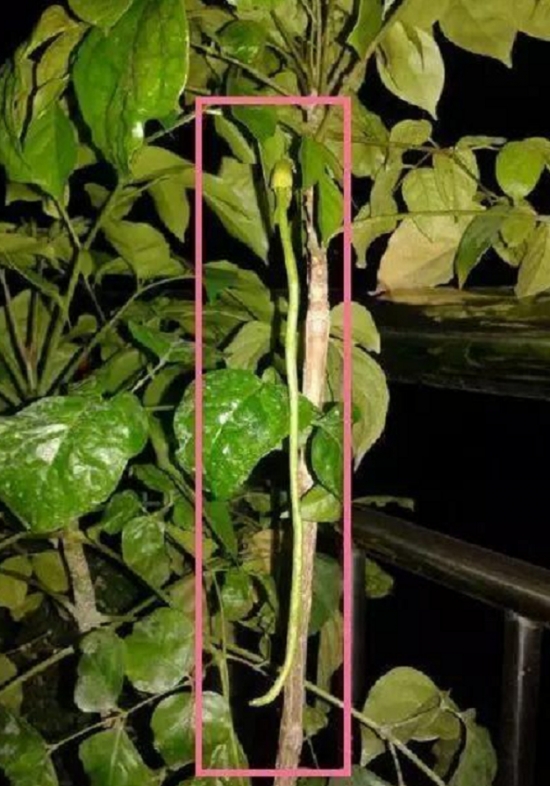 发财树也能开花，全靠这秘诀