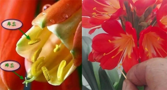 发财树也能开花，全靠这秘诀