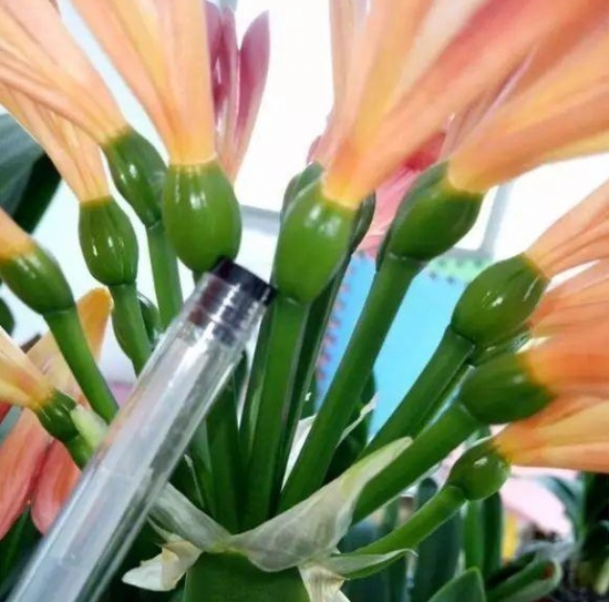 发财树也能开花，全靠这秘诀