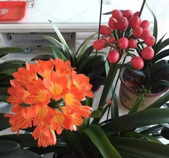 发财树也能开花，全靠这秘诀