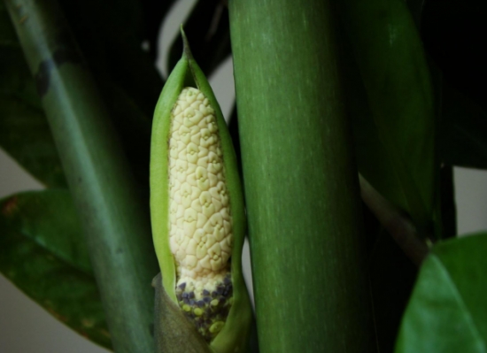 发财树也能开花，全靠这秘诀