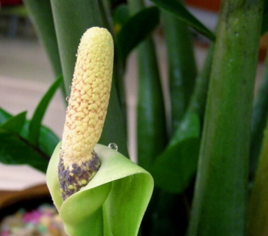 发财树也能开花，全靠这秘诀