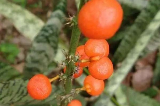 发财树也能开花，全靠这秘诀