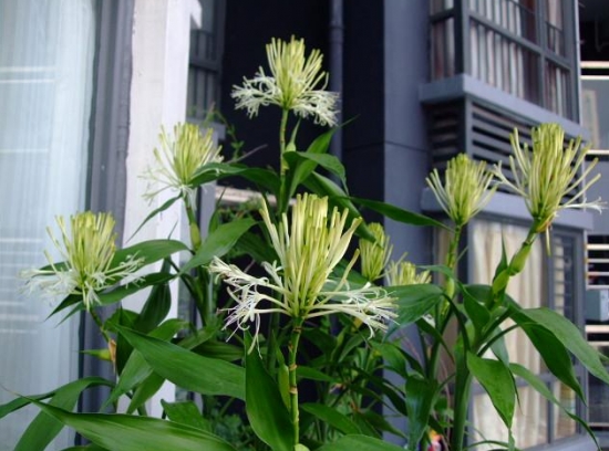 发财树也能开花，全靠这秘诀