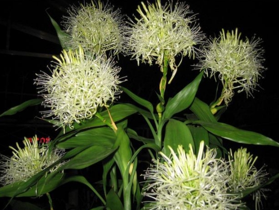 发财树也能开花，全靠这秘诀