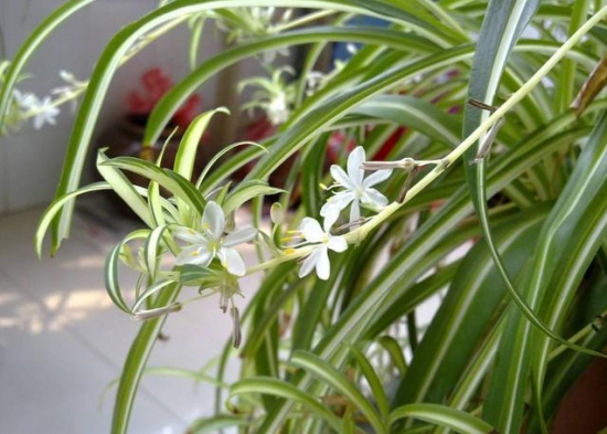 发财树也能开花，全靠这秘诀