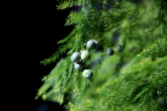 发财树也能开花，全靠这秘诀