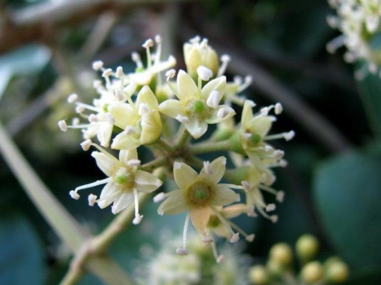 发财树也能开花，全靠这秘诀