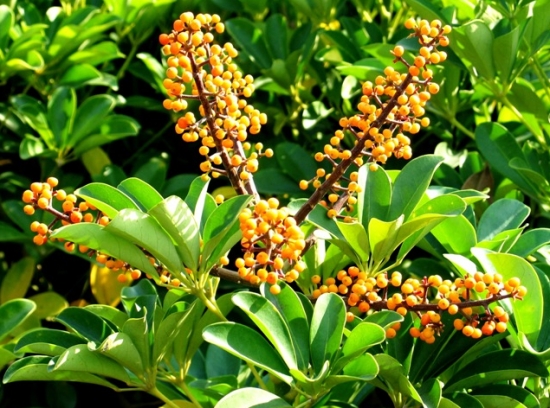 发财树也能开花，全靠这秘诀