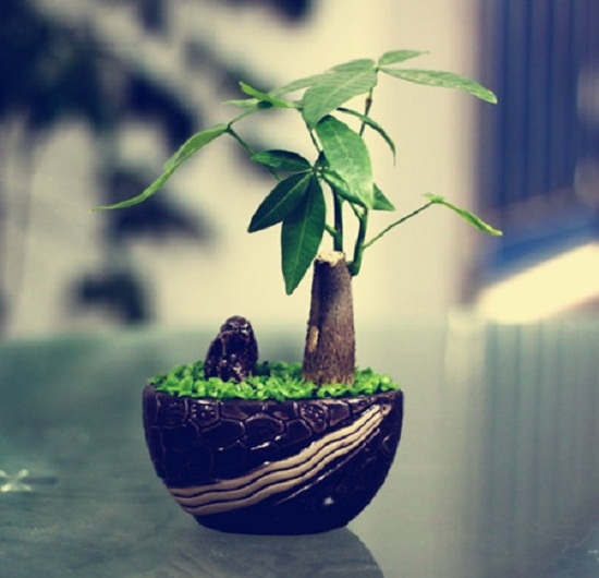 冬季发财树会不会冻死：养护环境温度低于10℃发财树就很难过冬了