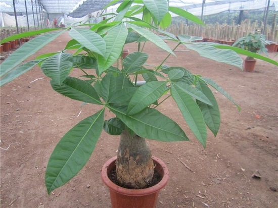 冬季发财树会不会冻死：养护环境温度低于10℃发财树就很难过冬了