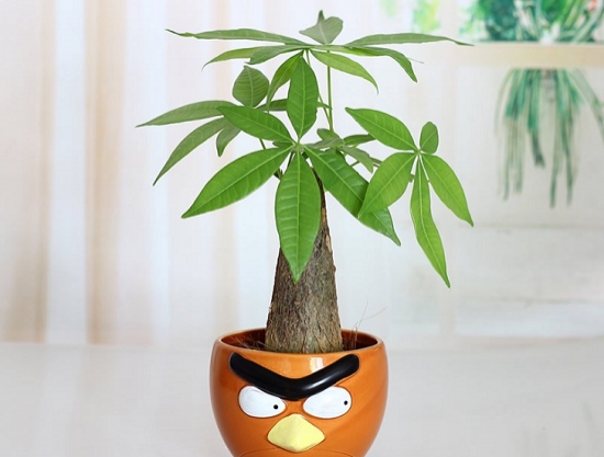 发财树小盆栽如何养护：高温生长期要有充足的水分,留意环境通风