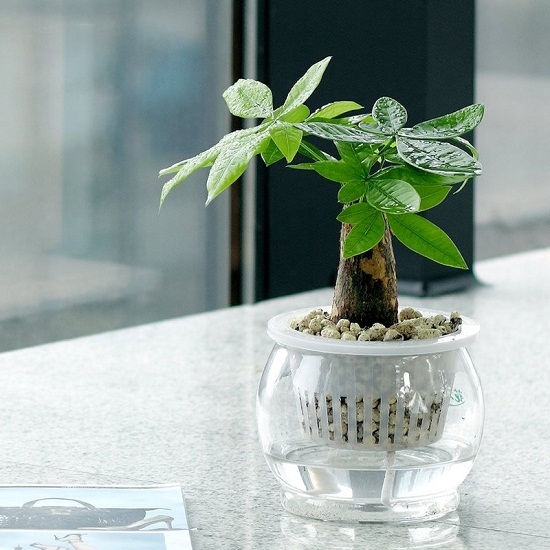 发财树小盆栽如何养护：高温生长期要有充足的水分,留意环境通风