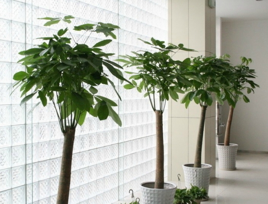 大棵的发财树 发财树长不高的原因:扦插的发财树,它主茎秆部分都不会长高了