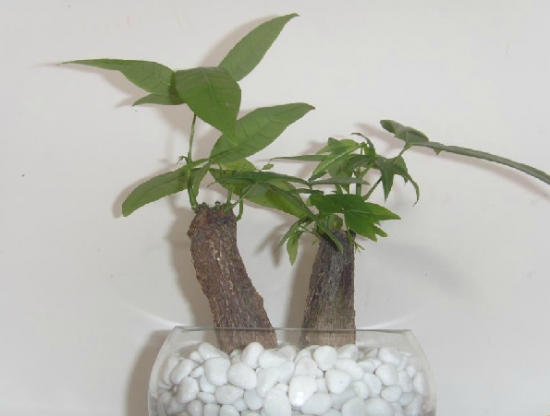 小棵的发财树 发财树长不高的原因:扦插的发财树,它主茎秆部分都不会长高了