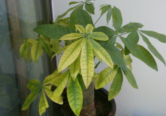 发财树叶子变黄如何办：发财树叶子发黄多为管理不当所致