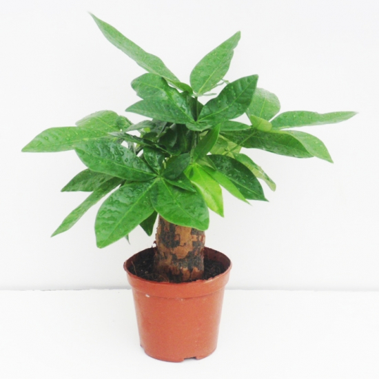 发财树叶子变黄如何办：发财树叶子发黄多为管理不当所致