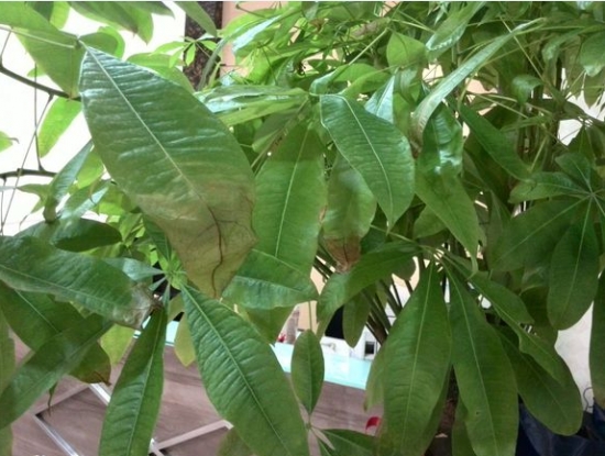 发财树叶尖发黄如何办：叶尖发黄原因分析