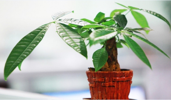 发财树叶尖发黄如何办：叶尖发黄原因分析