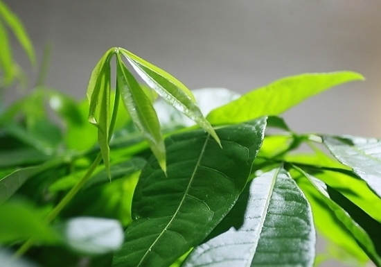 发财树图片附介绍：相册的图片免费下载