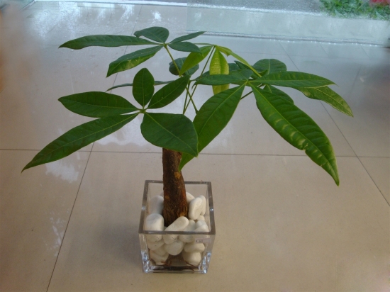 发财树图片附介绍：相册的图片免费下载