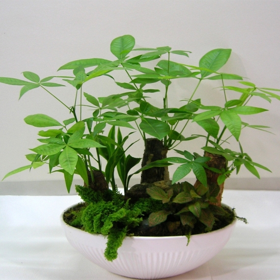 发财树图片附介绍：相册的图片免费下载