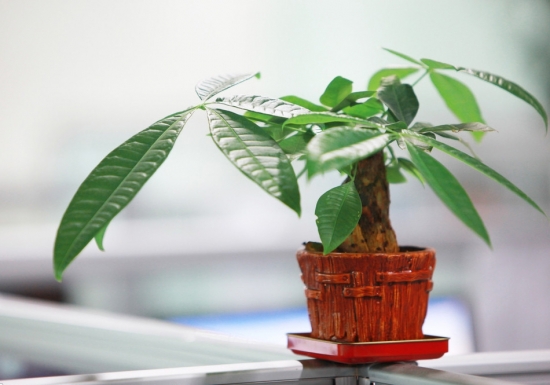 发财树图片附介绍：相册的图片免费下载