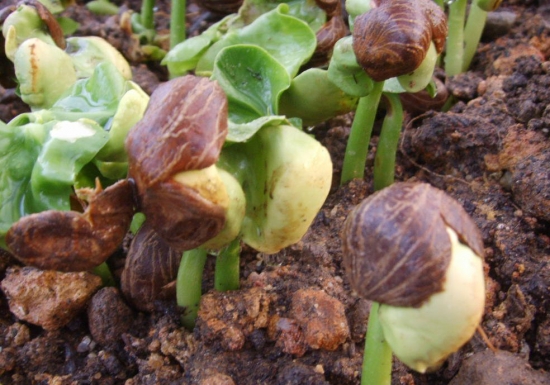 如何科学配制发财树盆土