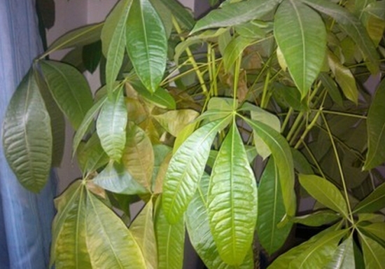 发财树叶片黄化脱落如何办