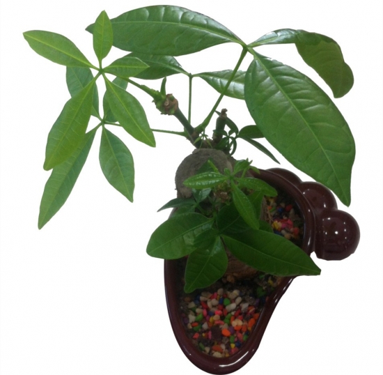 发财树叶枯焦了如何办